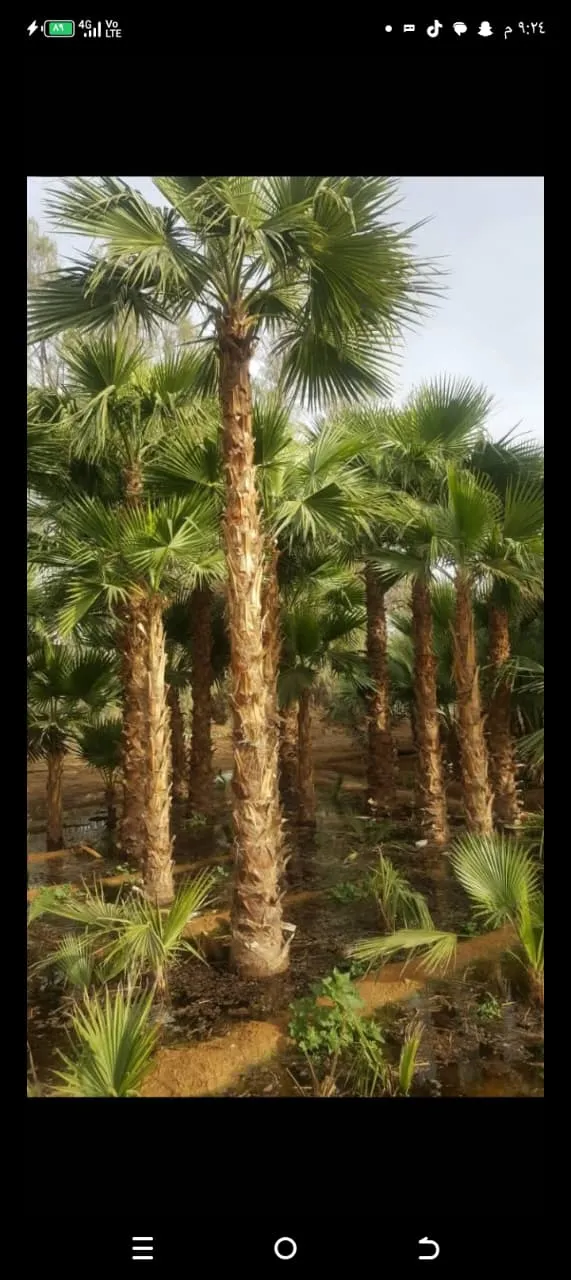 نخيل زينة — أفضل أنواع نخيل الزينة